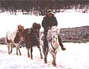 Taking the horses home after their work is done.